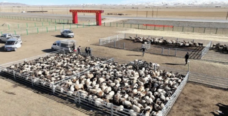 同德縣 多措并舉打造有機(jī)農(nóng)畜產(chǎn)品輸出地，推進(jìn)畜牧業(yè)高質(zhì)量可持續(xù)發(fā)展